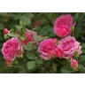 Лепестки розы (Роза чайная, Rosa odorata), Славные Tравы Алтая, 25 г  