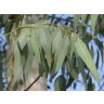 Эвкалипт, лист, Славные Tравы Алтая, 100 г  