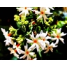 Благовония Цветы дерева Париджата (Braj Parijat dhoop), Gomata, Вриндаван, 50г 