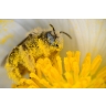 Пыльца цветочная пчелиная натуральная, Славные травы Алтая, 100 г 